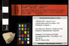 Foto (Objekt + Etiketten) von Longodromites excisus (von Meyer, 1857) 